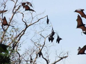 Cegah Pemburu Kalong, BKSDA Pangandaran: Seperti Kucing-kucingan