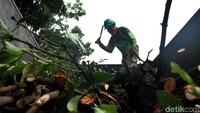Petugas dari Dinas Kehutanan DKI Jakarta memangkas pohon rindang di Jalan Medan Merdeka Barat, Jakarta, Rabu (20/2/2019).