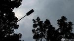 Dinas Kehutanan Pangkas Pohon Rindang untuk Cegah Pohon Tumbang