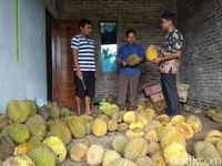 Legit Pahit Durian Deprok Khas Salaman Magelang yang Berdaging Tebal