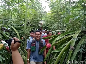 Sandi: Sulit Cari Buah Lokal, Tapi Buah Impor Banyak