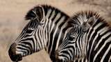 Duo Zebra Kabur dari Kandang, Bikin Kaget Orang di Jalan