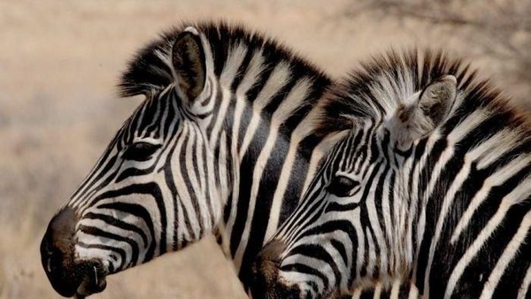 Induk betinanya adalah seekor zebra, sedangkan induk jantannya adalah seekor keledai. (ABC Australia)