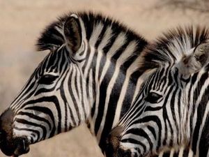 Duo Zebra Kabur dari Kandang, Bikin Kaget Orang di Jalan