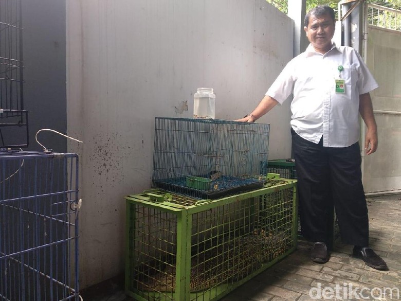 BKSDA Jember Amankan 2 Buaya dari Permukiman Warga BKSDA Jember Amankan 2 Buaya dari Permukiman Warga