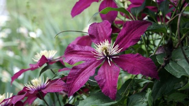 Bunga clematis