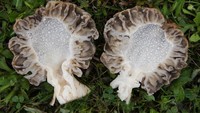 Meski jamur ini sering dikonsumsi, studi di jurnal Clinical Toxicology 2010 melihat kasus orang-orang keracunan ketika jamur tidak dimasak dengan baik. (Foto: TOMMES-WIKI/Wikimedia Commons)