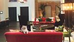 Foto: Liburan Jetset Kucing Mendiang Karl Lagerfeld