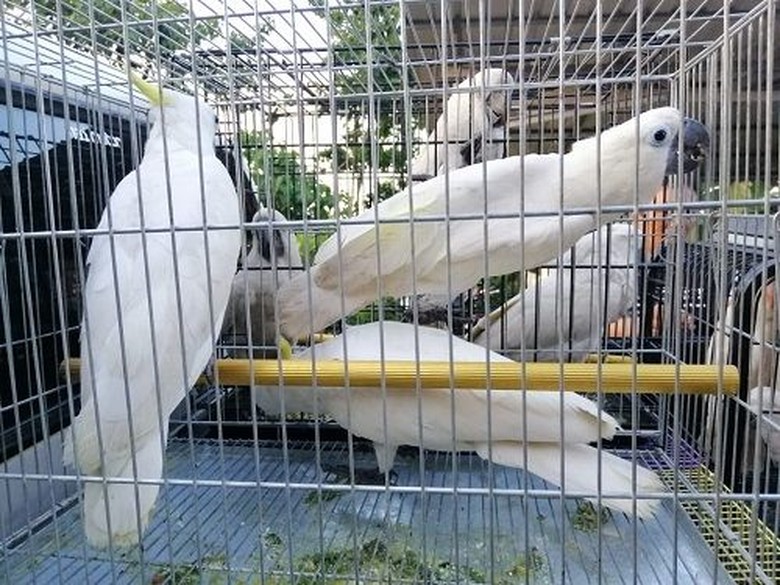Sindikat Penyelundup Burung Langka ke Malaysia Ditangkap Sindikat Penyelundup Burung Langka ke Malaysia Ditangkap
