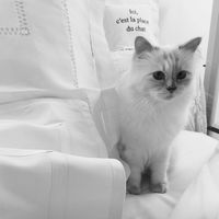 Kucing Ini akan Ikut Warisi Kekayaan Karl Lagerfeld yang Mencapai Rp 2,8 T