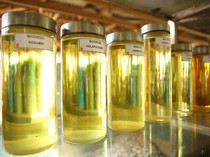 Pengumuman! Mulai Besok Harga Bioetanol Naik Jadi Rp 14.528/Liter