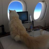 Choupette biasa naik pesawat jet pribadi (choupettesdiary/Instagram)