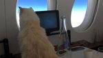 Foto: Liburan Jetset Kucing Mendiang Karl Lagerfeld