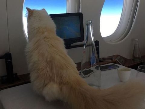Kucing peliharaan mendiang desainer Karl Lagerfeld.