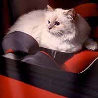 Kucing Ini akan Ikut Warisi Kekayaan Karl Lagerfeld yang Mencapai Rp 2,8 T