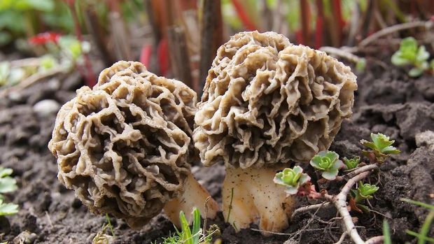 Jamur beracun yang diduga sebabkan pelanggan restoran bintang michelin meninggal.