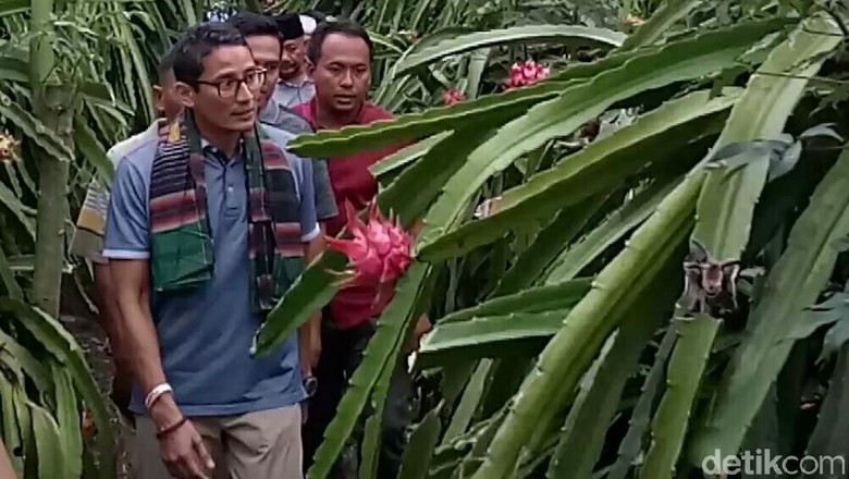 Di Depan Petani, Sandiaga Singgung Kebijakan Buah Impor Di Depan Petani, Sandiaga Singgung Kebijakan Buah Impor