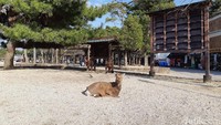 Di tempat ini banyak rusa. Masyarakat percaya bahwa rusa adalah pembantu dewa. Wisatawan dilarang untuk memberi rusa makan, karena sudah diurus pengelola (Bonauli/detikTravel)