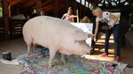 Ini Pigcasso, Babi dari Afrika Selatan yang Mahir Melukis