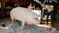 Pada tahun 2018, Pigcasso menggelar pameran pertamanya yang bertajuk OINK dan lukisan-lukisannya menjadi buruan para kolektor. Salah satu lukisan Pigcasso bahkan pernah laku terjual hingga Rp 56,7 juta.