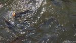 Foto: Sungai Para Dewa di Thailand