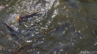 Sang penghuni sungai adalah ikan patin yang dikeramatkan, dan dianggap suci sehingga dilarang memancing atau makan dari sini (Shinta/detikTravel)
