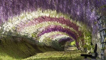 Terowongan Wisteria di Kawachi Fuji Garden, Jepang. Dok. Boredpanda