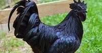 Siapkan Uang Banyak Untuk Menikmati 5 Jenis Daging Termahal di Dunia Ini 