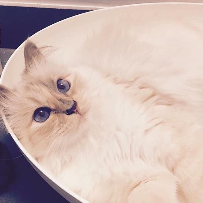 Kucing jenis Birman ini merupakan pemberian model asal Prancis Baptiste Giobiconi untuk Karl Lagerfeld sebagai hadiah Natal di 2011. Sejak itu, Choupette jadi keluarga kesayangan sang direktur kreatif Chanel. Foto: Instagram//@choupettesdiary