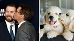 Kocak! Saat Anjing Peliharaan Tirukan Pose Chris Evans