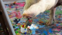 Pigcasso memilih sendiri warna dan pola yang akan dilukisnya di atas kanvas. Kreativitas Pigcasso seakan-akan tak berhenti muncul.