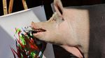 Ini Pigcasso, Babi dari Afrika Selatan yang Mahir Melukis