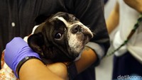 Beginilah ekspresi seekor anjing yang terlihat sangat ketakutan saat ingin dipasangi microchip yang dipeluk oleh sang pemiliknya.