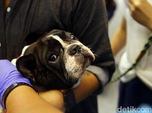 Kasus Rabies di Bali 2022 Tertinggi-Hukum Adat Melepasliarkan Anjing