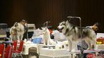 Di Jakarta Ada Pameran Hewan Peliharaan Terbesar di Asia Tenggara Lho