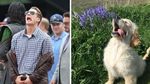 Kocak! Saat Anjing Peliharaan Tirukan Pose Chris Evans