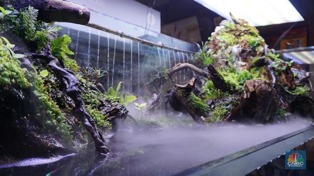 660+ Aquascape Bandung Terbaru