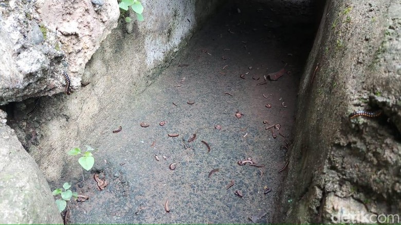 Ulat Gonggok Masih Menyerang Rumah di Ragunan, Warga Belum Tenang Ulat Gonggok Masih Menyerang Rumah di Ragunan, Warga Belum Tenang