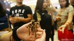 Di Jakarta Ada Pameran Hewan Peliharaan Terbesar di Asia Tenggara Lho