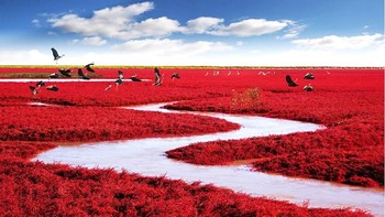 Red Beach di Panjin, China. Dok. Boredpanda