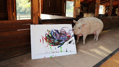 Ini Pigcasso, Babi dari Afrika Selatan yang Mahir Melukis