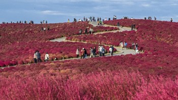 Hitachi Seaside Park di Jepang. Carl Court/Getty Images.