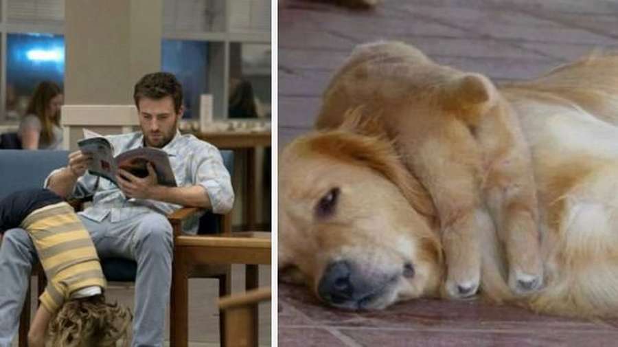 Kocak! Saat Anjing Peliharaan Tirukan Pose Chris Evans