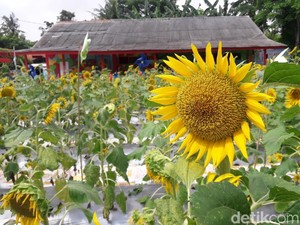 Keren! Tempat Buang Sampah di Bekasi Disulap Jadi Taman Bunga Matahari