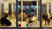 Sekitar 150 peserta dari Jakarta dan sekitarnya ikut meramaikan pameran ini.