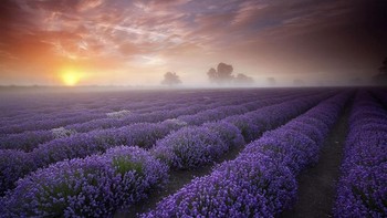 Taman bunga lavender di Inggris. Dok. Boredpanda
