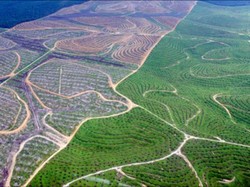 Parah! DPR Sebut Ada Perusahaan Sawit yang Rampas 360 Ha Lahan Warga, Siapa?