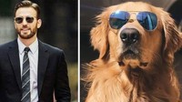 Seorang netizen mengunggah foto anjing Golden Retriver yang mengikuti pose Chris Evans. Dok. Twitter
