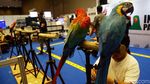 Di Jakarta Ada Pameran Hewan Peliharaan Terbesar di Asia Tenggara Lho