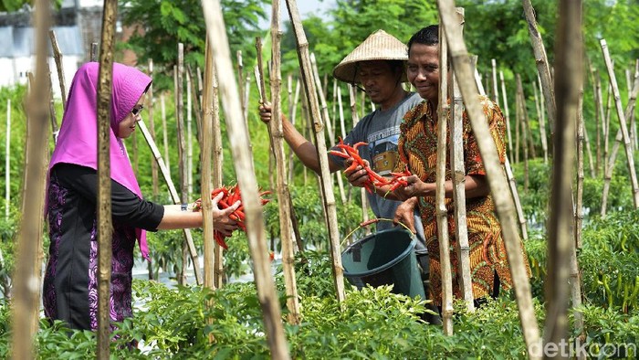 Membangun Pertanian Kota